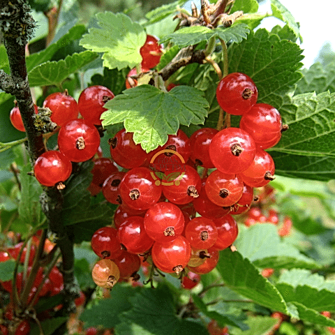 4 Adet Kırmızı Frenk Üzümü Fidanı Paketi