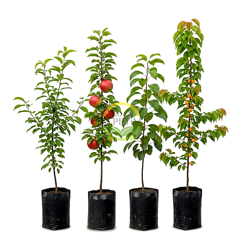 4 Adet Meyve Fidanı Paketi 'Erik-Elma-Armut-Kayısı' (Sponsorlu)