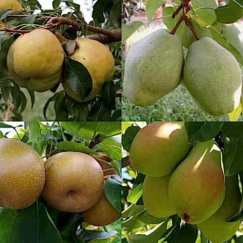 4 Çeşit Armut Fidanı Paketi