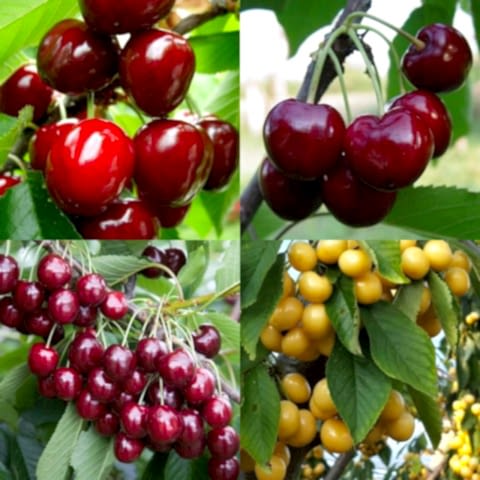 4 Çeşit Kiraz Fidanı Paketi