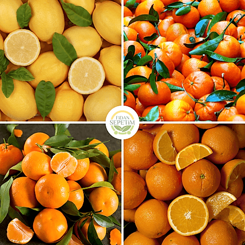 4 Çeşit Narenciye Fidanı Paketi (Hobi Bahçelerine Özel)