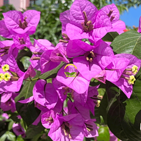 4 Yaş Ada Begonvili Fidanı