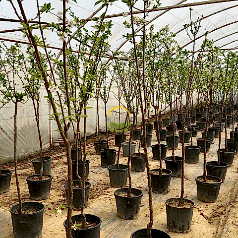 4 Yaş Aşılı Ağustos Papazı Erik Fidanı *Yarı Bodur*