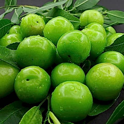 4 Yaş Aşılı Ağustos Papazı Erik Fidanı *Yarı Bodur*