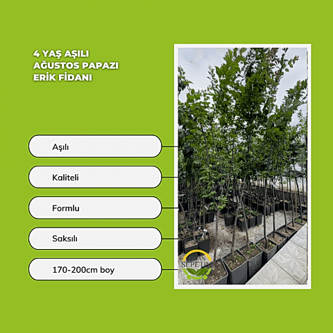 4 Yaş Aşılı Ağustos Papazı Erik Fidanı *Yarı Bodur*