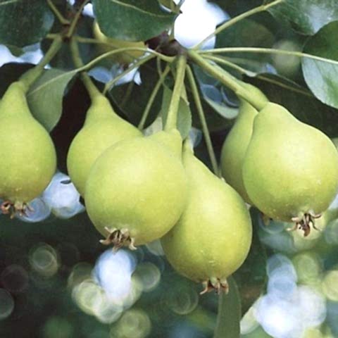 4 Yaş Aşılı Akça Armut Fidanı *Yarı Bodur*