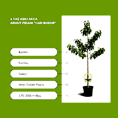 4 Yaş Aşılı Akça Armut Fidanı *Yarı Bodur*