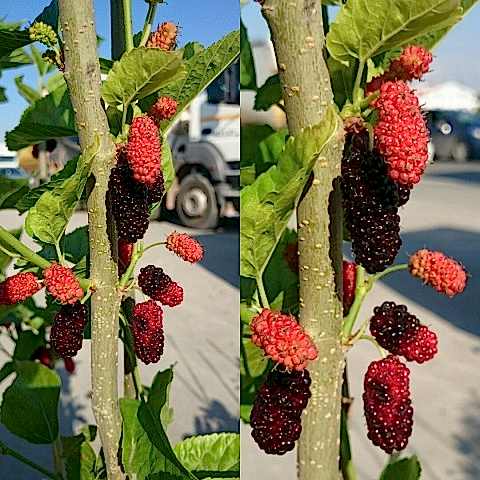 4 Yaş Aşılı Avustralya Dut Fidanı