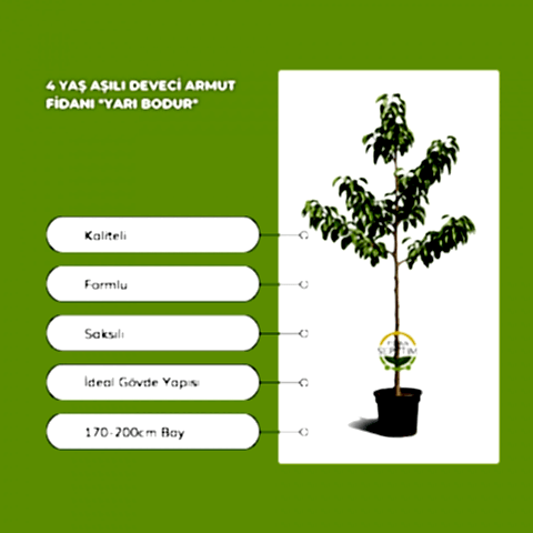 4 Yaş Aşılı Deveci Armut Fidanı *Yarı Bodur*