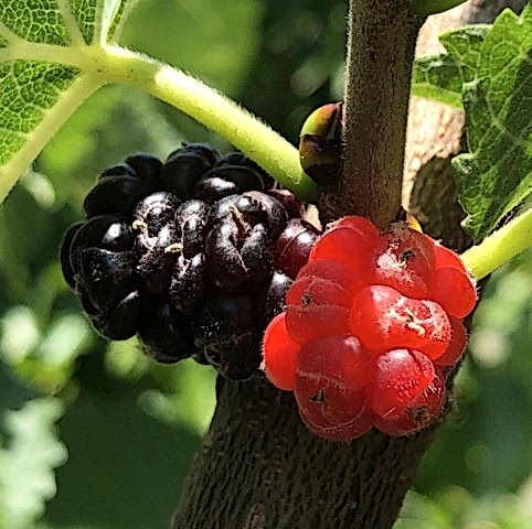 4 Yaş Aşılı Ekşi Kara(Urmu) Dut Fidanı