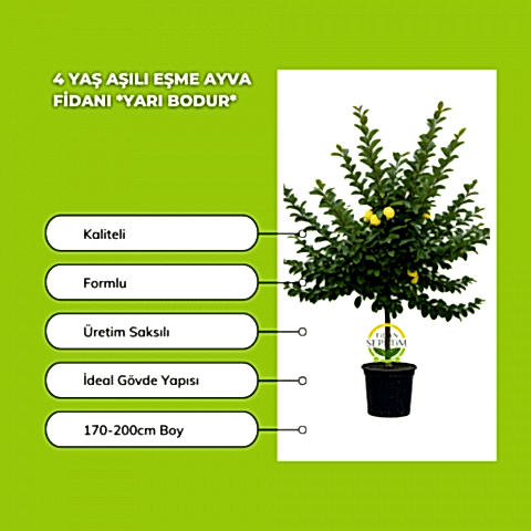 4 Yaş Aşılı Eşme Ayva Fidanı *Yarı Bodur*