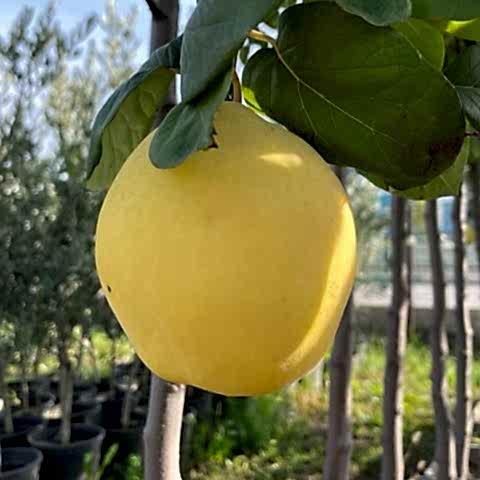 4 Yaş Aşılı Eşme Ayva Fidanı *Yarı Bodur*
