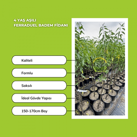 4 Yaş Aşılı Ferraduel Badem Fidanı