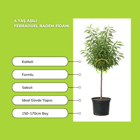 4 Yaş Aşılı Ferraduel Badem Fidanı