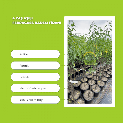 4 Yaş Aşılı Ferragnes Badem Fidanı