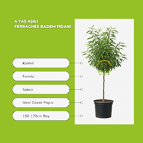 4 Yaş Aşılı Ferragnes Badem Fidanı