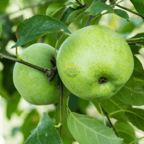 4 Yaş Aşılı Granny Smith Elma Fidanı *Yarı Bodur*