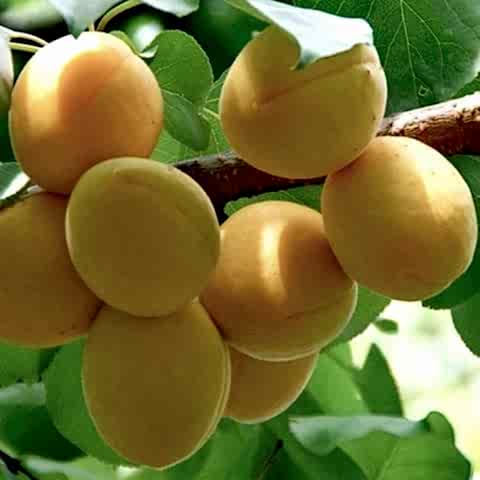 4 Yaş Aşılı Iğdır Şalağı Kayısı Fidanı *Yarı Bodur*