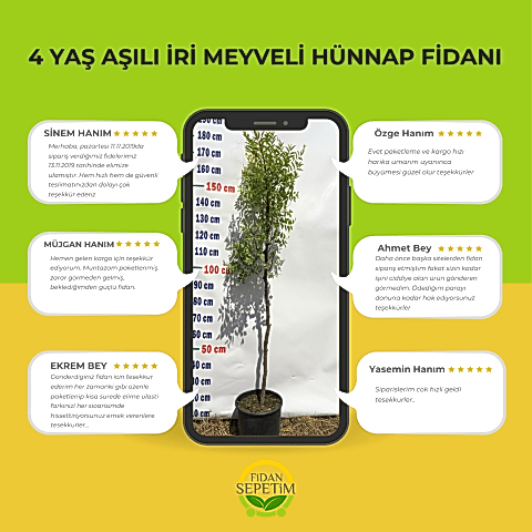 4 Yaş Aşılı İri Meyveli Hünnap Fidanı