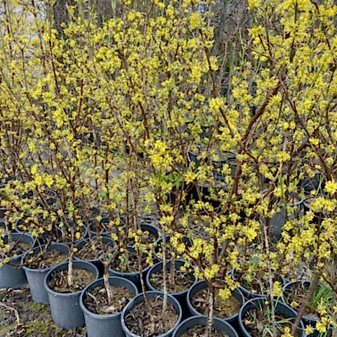 4 Yaş Aşılı Kızılcık Fidanı