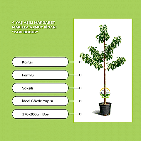 4 Yaş Aşılı Margaret Marilla Armut Fidanı *Yarı Bodur*