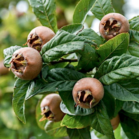 4 Yaş Aşılı Muşmula Fidanı