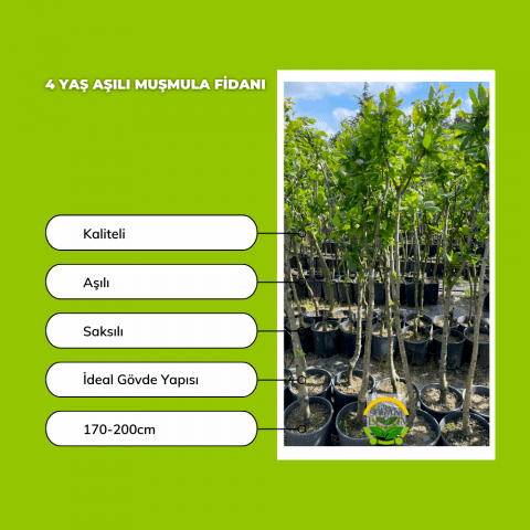 4 Yaş Aşılı Muşmula Fidanı