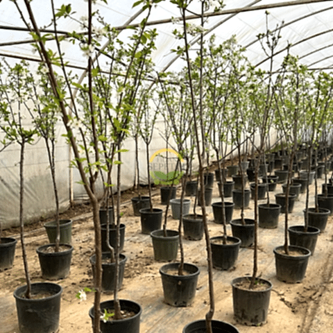 4 Yaş Aşılı Papaz Erik Fidanı