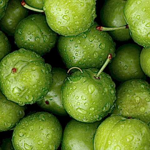 4 Yaş Aşılı Papaz Erik Fidanı