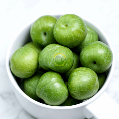 4 Yaş Aşılı Papaz Erik Fidanı