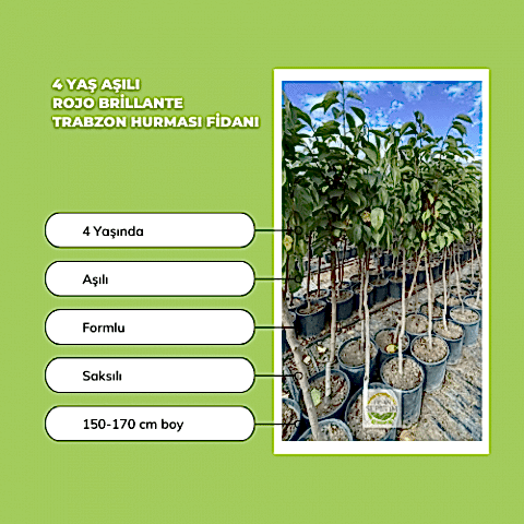4 Yaş Aşılı Rojo Brillante Trabzon Hurması Fidanı