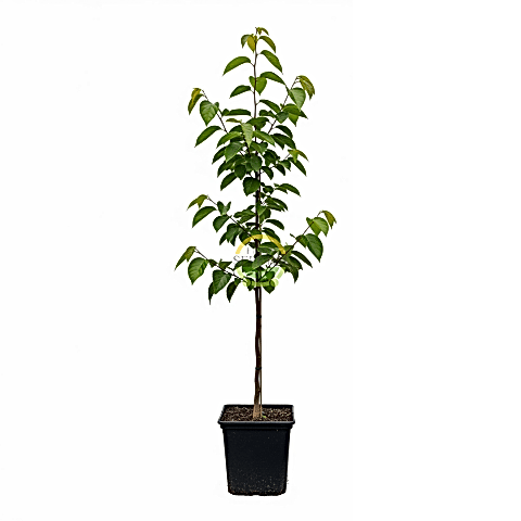 4 Yaş Aşılı Rojo Brillante Trabzon Hurması Fidanı