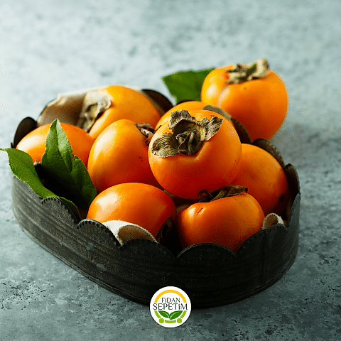 4 Yaş Aşılı Rojo Brillante Trabzon Hurması Fidanı