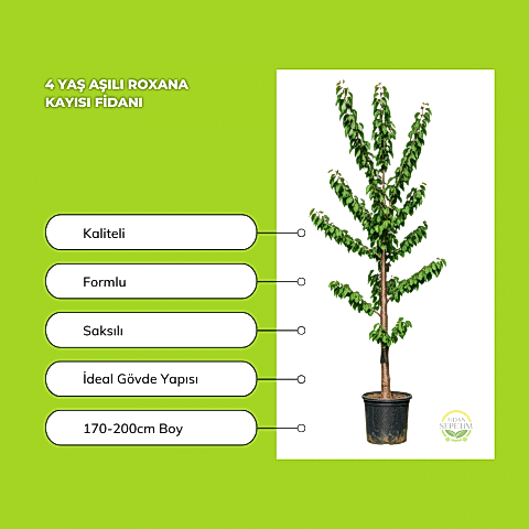4 Yaş Aşılı Roxana Kayısı Fidanı