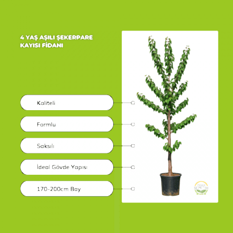 4 Yaş Aşılı Şekerpare Kayısı Fidanı