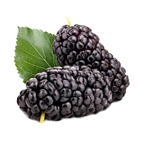 4 Yaş Aşılı Siyah Dut Fidanı