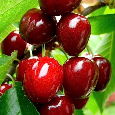 4 Yaş Aşılı Yarımca Kiraz Fidanı