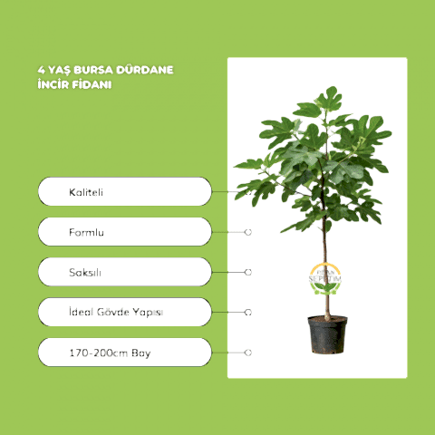 4 Yaş Bursa Dürdane İncir Fidanı