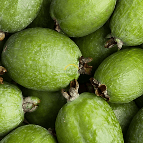 4 Yaş Feijoa Fidanı (Kaymak Ağacı-Acca sellowiana)