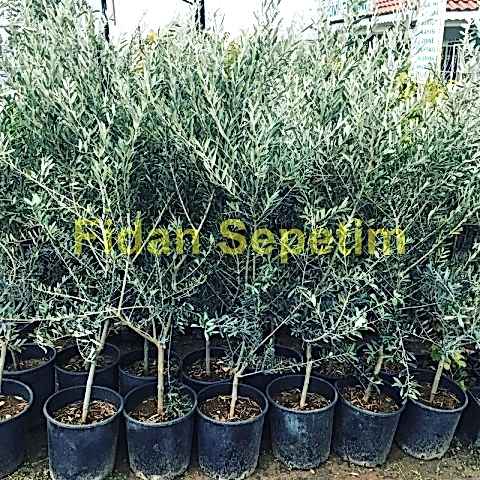 4 Yaş Gemlik Trilye Sofralık Zeytin Fidanı