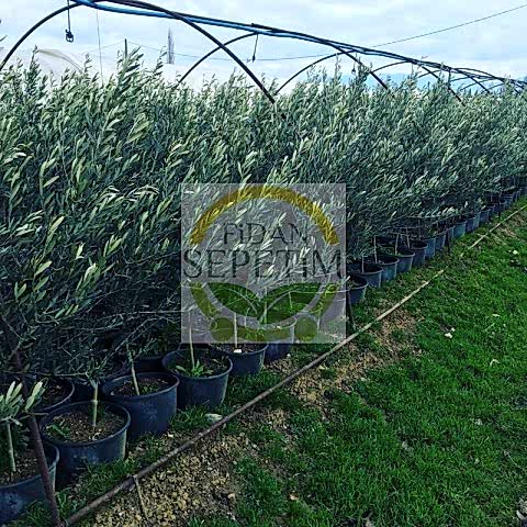 4 Yaş Gemlik Trilye Sofralık Zeytin Fidanı