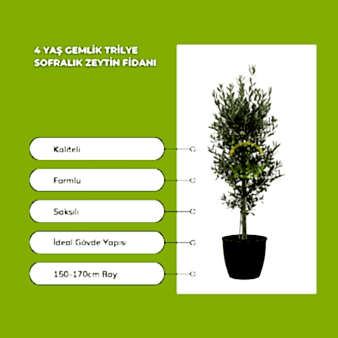 4 Yaş Gemlik Trilye Sofralık Zeytin Fidanı