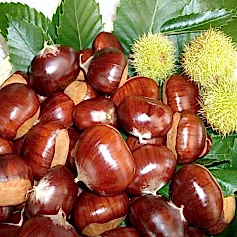 4 Yaş Hacı Ömer Kestane Fidanı