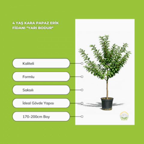 4 Yaş Kara Papaz Erik Fidanı *Yarı Bodur*
