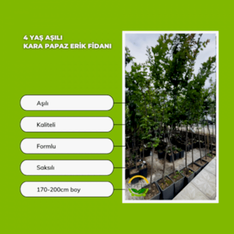 4 Yaş Kara Papaz Erik Fidanı *Yarı Bodur*