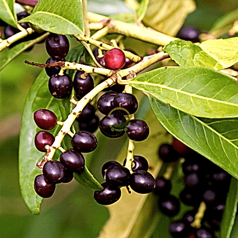 4 Yaş Kara Yemiş Fidanı(Laz Yemişi)
