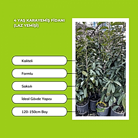 4 Yaş Kara Yemiş Fidanı(Laz Yemişi)