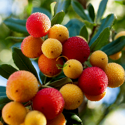 4 Yaş Kocayemiş (Dağ Çileği) Fidanı