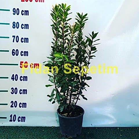 4 Yaş Kocayemiş (Dağ Çileği) Fidanı