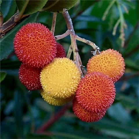 4 Yaş Kocayemiş (Dağ Çileği) Fidanı